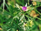 Geranium dissectum, Géranium découpé