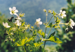 Geranium sylvaticum, Géranium des bois