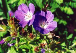 Geranium sylvaticum, Géranium des bois