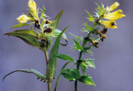 Melampyrum pratense, Mélampyre des prés