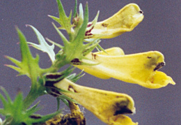 Melampyrum pratense, Mélampyre des prés