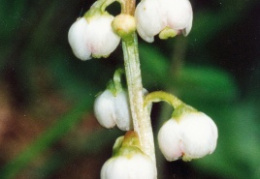 Pyrola minor