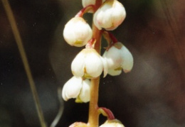 Pyrola minor