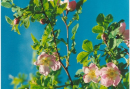 Rosa pendulina, Rosier des Alpes