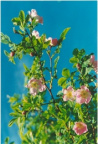 Rosa pendulina, Rosier des Alpes