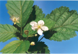 Rubus caesius, Ronce bleuâtre