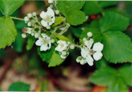 Rubus caesius, Ronce bleuâtre