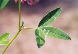 Trifolium medium, Trèfle intermédiaire