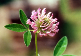 Trifolium medium, Trèfle intermédiaire