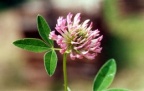 Trifolium medium, Trèfle intermédiaire