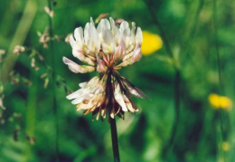 Trifolium repens, Trèfle rampant