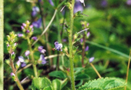 Veronica officinalis, Véronique officinale