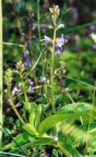 Veronica officinalis, Véronique officinale