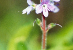 Veronica officinalis, Véronique officinale