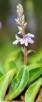 Veronica officinalis, Véronique officinale