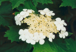 Viburnum opulus, Viorne obier