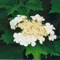 20000600_les-bois_peu-claude_viburnum_opulus_01.jpg