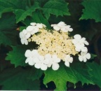 Viburnum opulus, Viorne obier