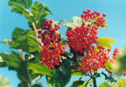 Viburnum opulus, Viorne obier