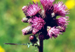 Cirsium palustre, Cirse des marais