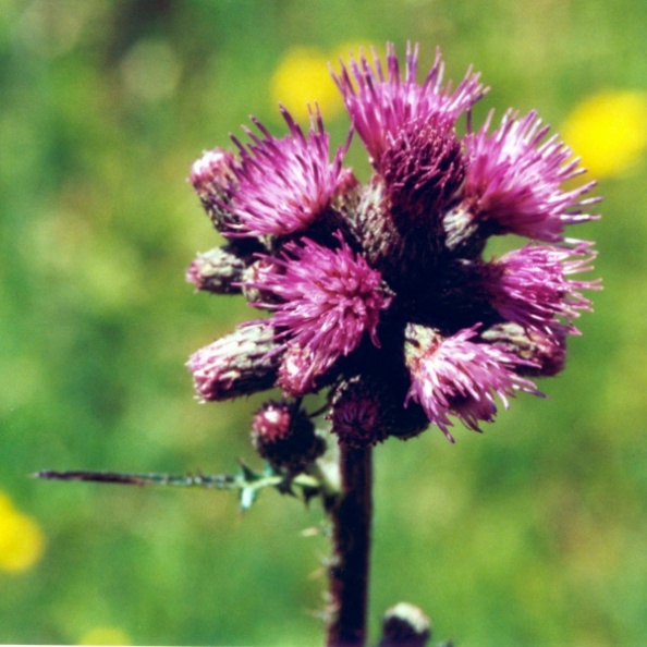 20000600_les-enfers_cirsium_palustre_01.jpg