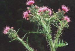 Cirsium palustre, Cirse des marais