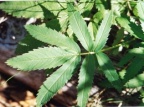 Potentilla palustris