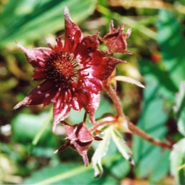 Potentilla palustris