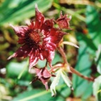Potentilla palustris
