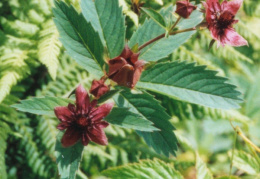 Potentilla palustris