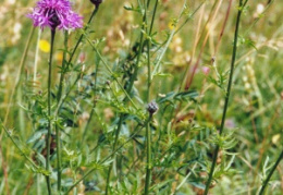 Centaurea scabiosa, Centaurée scabieuse