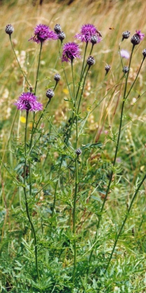 20000600_les-genevez_centaurea_scabiosa_01.jpg