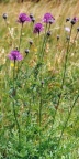 Centaurea scabiosa, Centaurée scabieuse