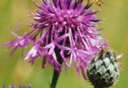 Centaurea scabiosa, Centaurée scabieuse