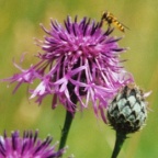 Centaurea scabiosa, Centaurée scabieuse