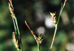 Carex panicea