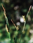 Carex panicea