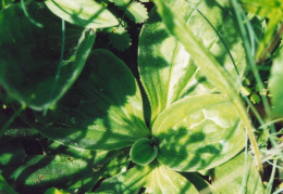 Plantago media, Plantain moyen