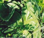 Plantago media, Plantain moyen