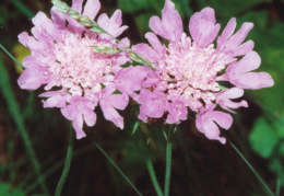 Scabiosa columbaria, Scabieuse colombaire