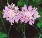 Scabiosa columbaria, Scabieuse colombaire