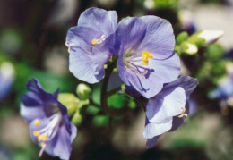 Polemonium caeruleum, Polémoine bleue