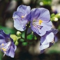 20000600_moutier_polemonium_caeruleum.jpg