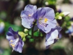 Polemonium caeruleum, Polémoine bleue