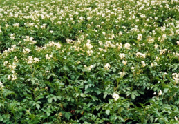 Solanum tuberosum, Pomme de terre