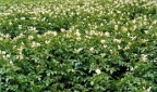 Solanum tuberosum, Pomme de terre