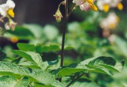 Solanum tuberosum, Pomme de terre