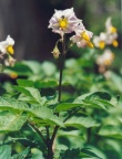 Solanum tuberosum, Pomme de terre