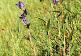 Campanula glomerata, Campanule agglomérée