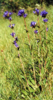 Campanula glomerata, Campanule agglomérée
